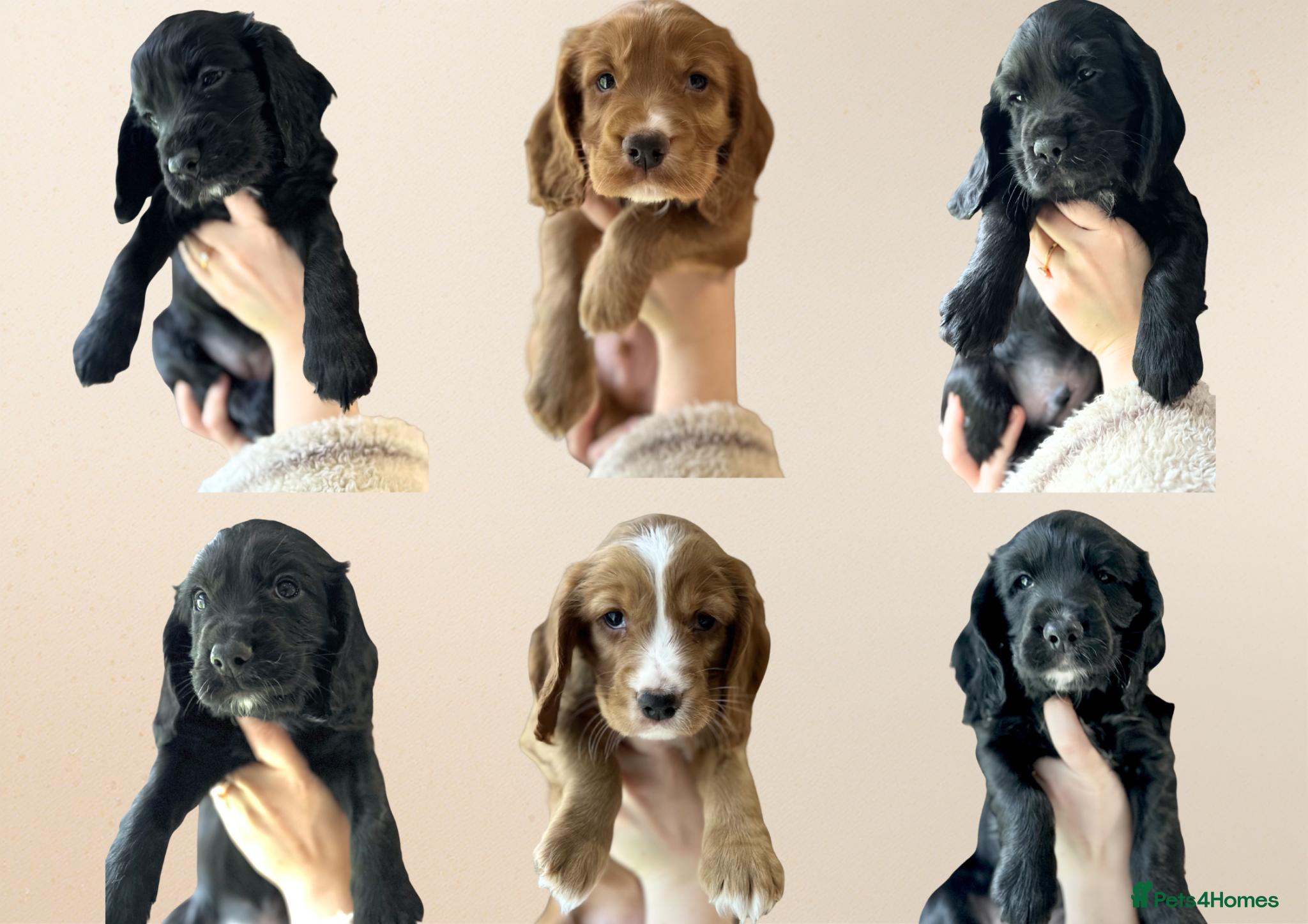 Cocker Spaniel dogs Cocker Spaniel Puppies - Advert 8