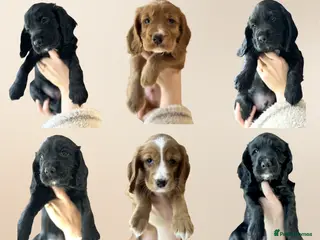 Cocker Spaniel dogs Cocker Spaniel Puppies - Advert 8