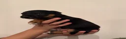Jack Russell dogs for sale: Jack Russell puppies  in High Wycombe - Advert 7