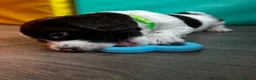 English Springer Spaniel dogs for sale: KC registered Springer Spaniel Puppies in Beauly - Advert 5