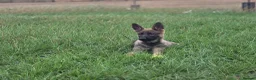 German Shepherd dogs for sale: Working line german shepherd puppies - Advert 4