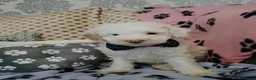 Cockapoo dogs for sale: 🐾🌹🐶 six beautiful fun loving fur baby's ❤️ 🩵🐾 in Barnsley - Advert 9