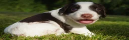 English Springer Spaniel dogs for sale: Beautiful Springer Spaniel Puppies For Sale  - Advert 34