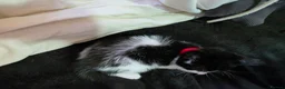 Mixed Breed cats for sale: 3 beautiful black and white kittens £25 in Manchester - Advert 7