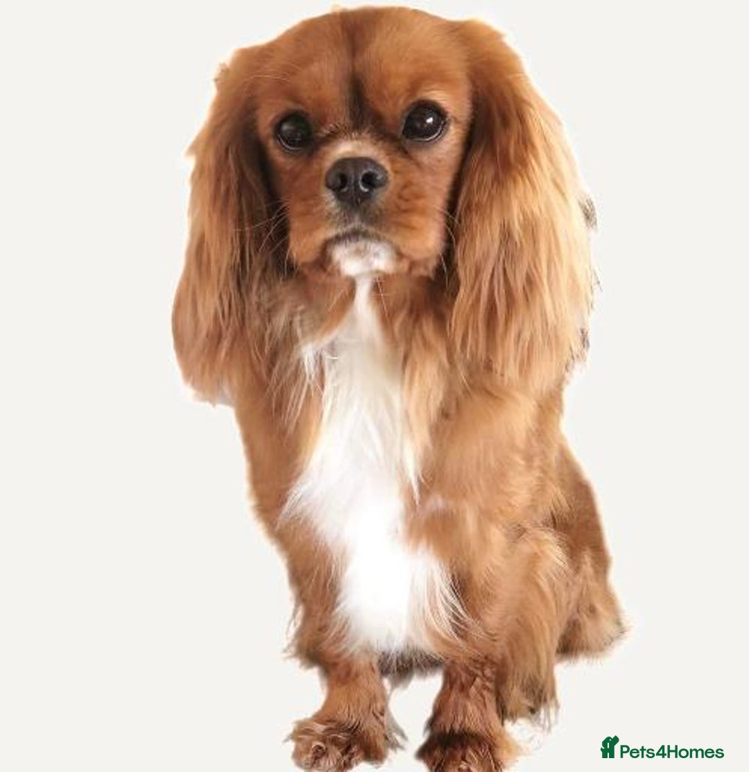 Cavachon dogs for sale: 6 beautiful cavachon puppies for sale - Advert 3