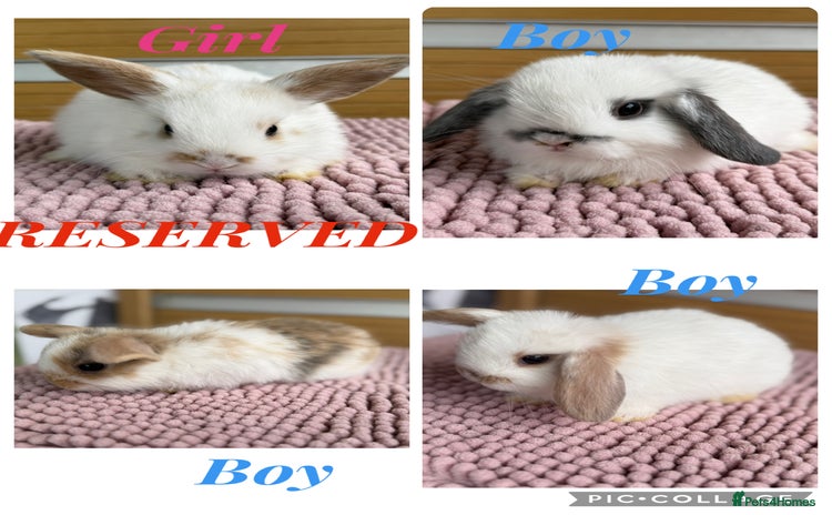 Mini Lop rabbits - Advert 8