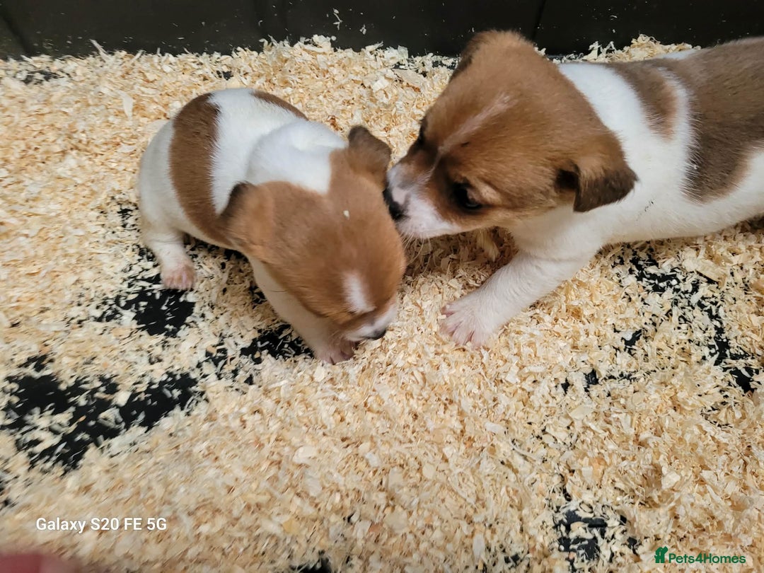 Jack Russell dogs for sale: 5 lovely Male jack Russel puppies for sale - Advert 11