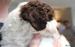 Mixed Breed dogs for sale: Cockapoo - Bernedoodle Pup for sale - Advert 5