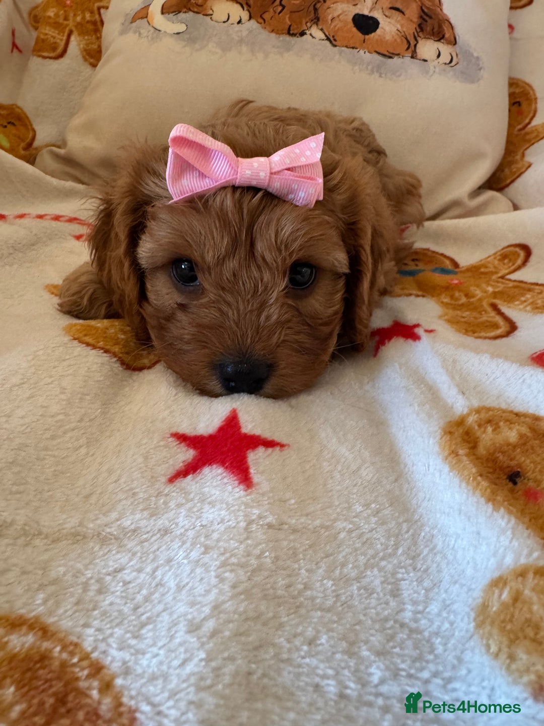 Cavapoo dogs for sale: Stunning cavapoos - Advert 5