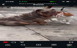 English Bulldog dogs for sale: Rehoming Nelly my British bulldog girl - Image 7