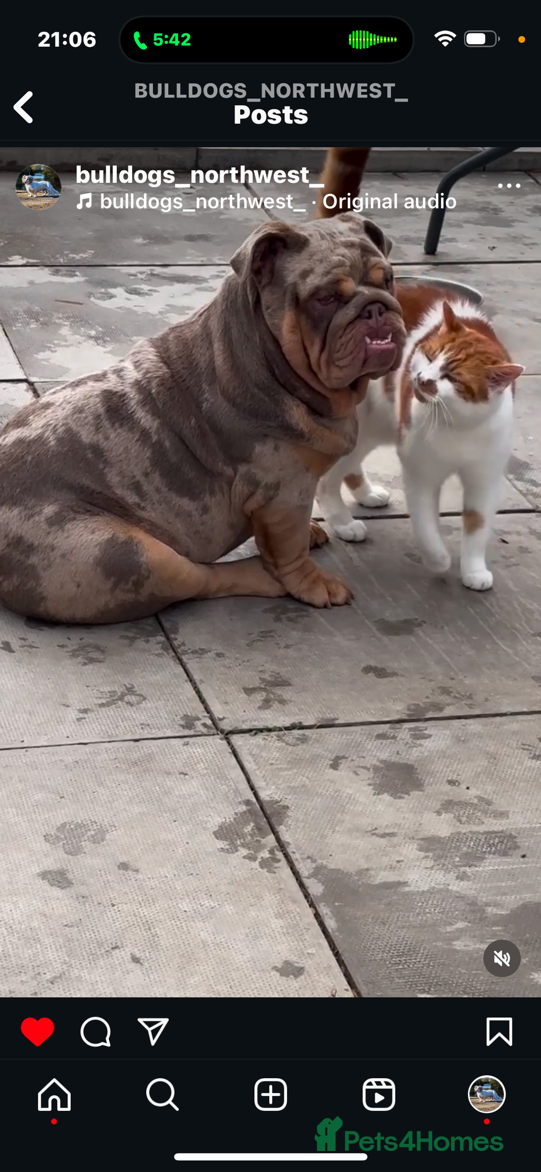 English Bulldog dogs for sale: Rehoming Nelly my British bulldog girl - Image 7