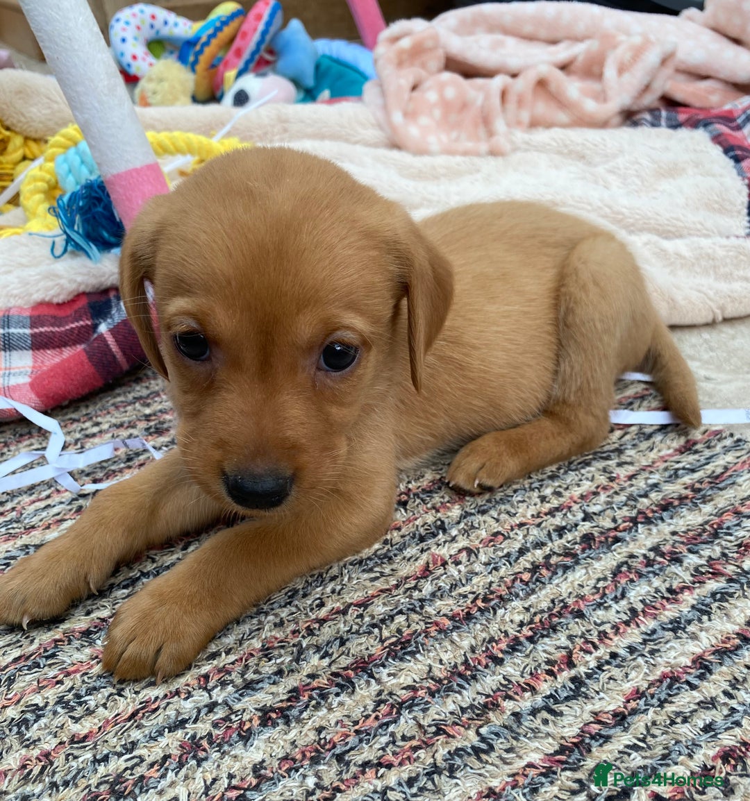 Labrador Retriever dogs for sale: Labrador Retriever - Image 15