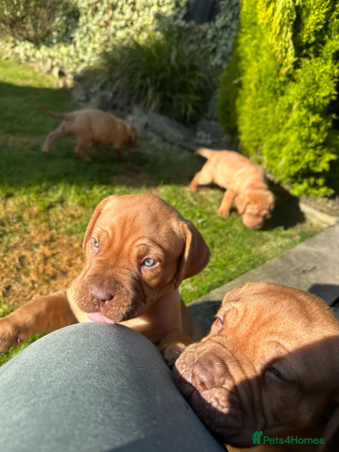 Dogue De Bordeaux dogs for sale: CHAMPION BLOODLINE chunky Dogue de Bordeaux Pup - Advert 25