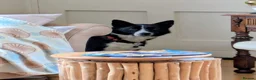 Mixed Breed dogs for adoption: Meet Betty,currently residing in Christchurch  in Christchurch - Advert 4
