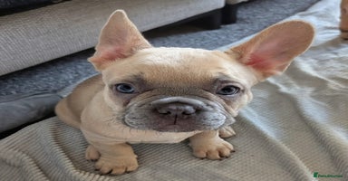 French Bulldog dogs - Advert 1
