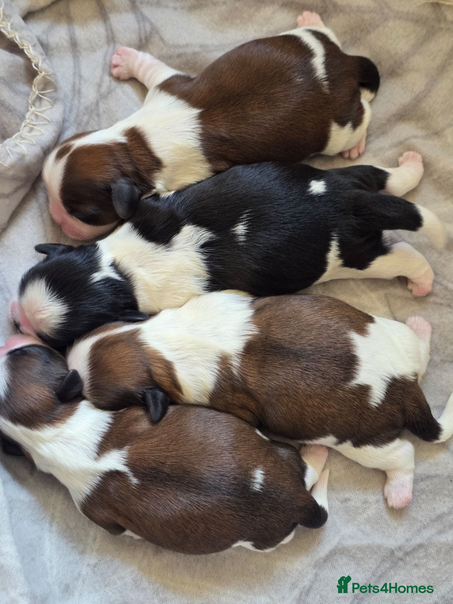 Shih Tzu dogs Stunning KC registered Standard Shih Tzu Puppies  - Advert 7