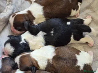 Shih Tzu dogs Stunning KC registered Standard Shih Tzu Puppies - Advert 1