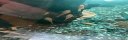 Plecos fish for sale: Blue-eye lemon Bristlenose pleco juveniles  - Advert 2