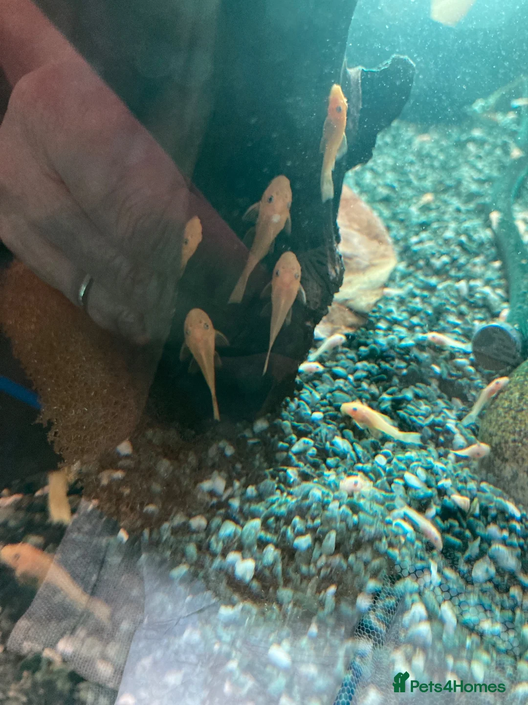Plecos fish for sale: Blue-eye lemon Bristlenose pleco juveniles  - Advert 2