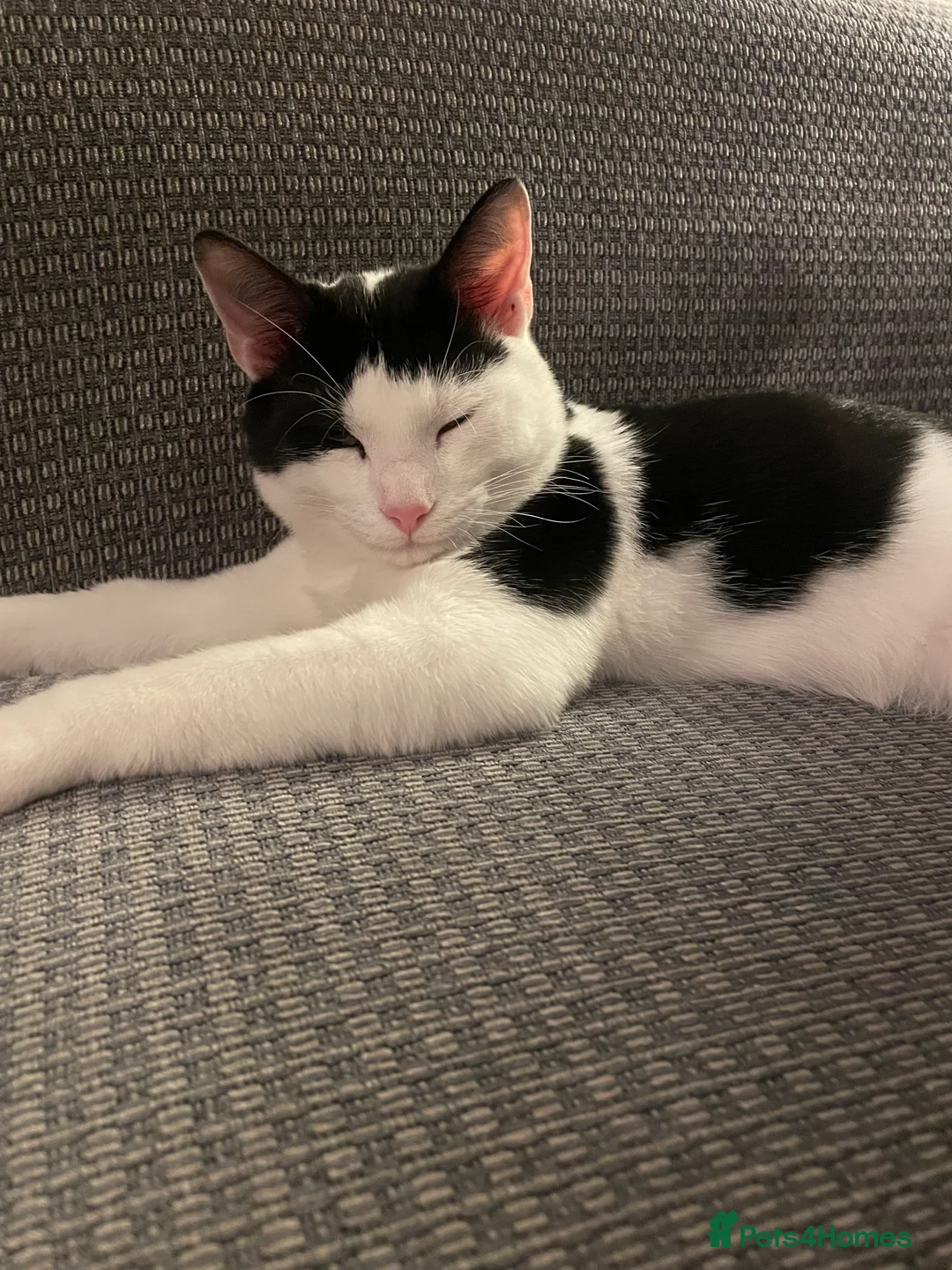 Mixed Breed cats for sale: Male kittens need rehoming  in Saint Leonards-on-sea - Advert 2