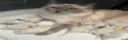 Ragdoll cats for sale: Ragdoll kittens - Ready to leave - Advert 6