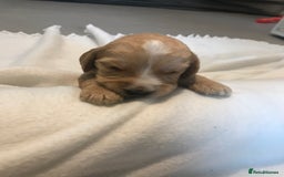 Mixed Breed dogs for sale: Health tested Australian Labradoodles - Image 17