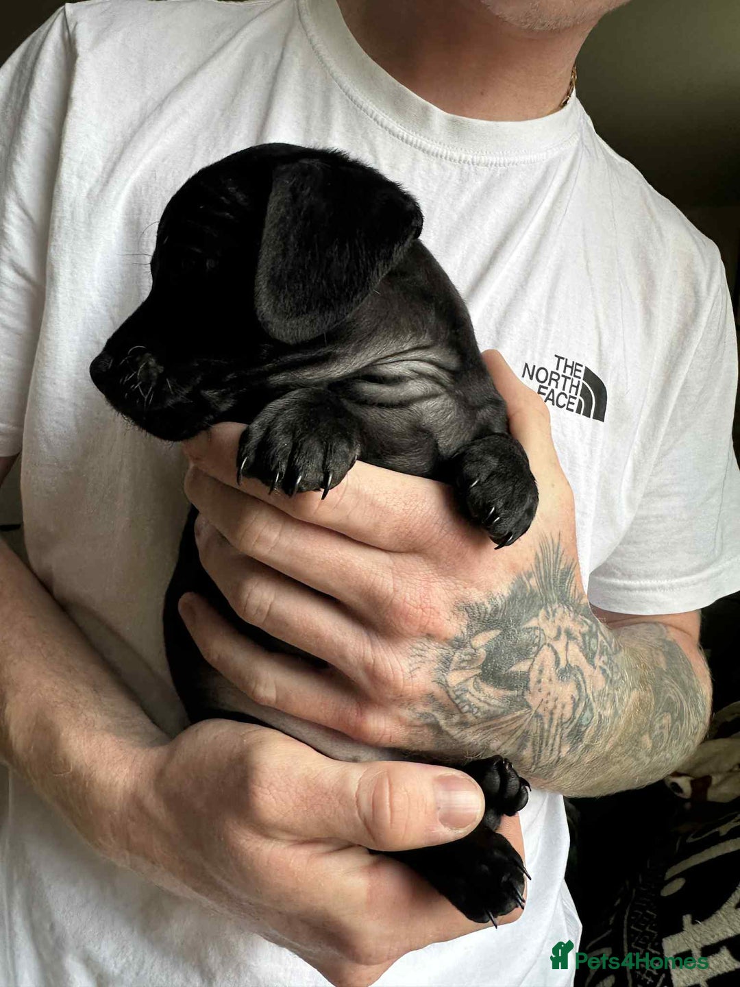 Mixed Breed dogs for sale: Miniature dachshund cross - Image 5