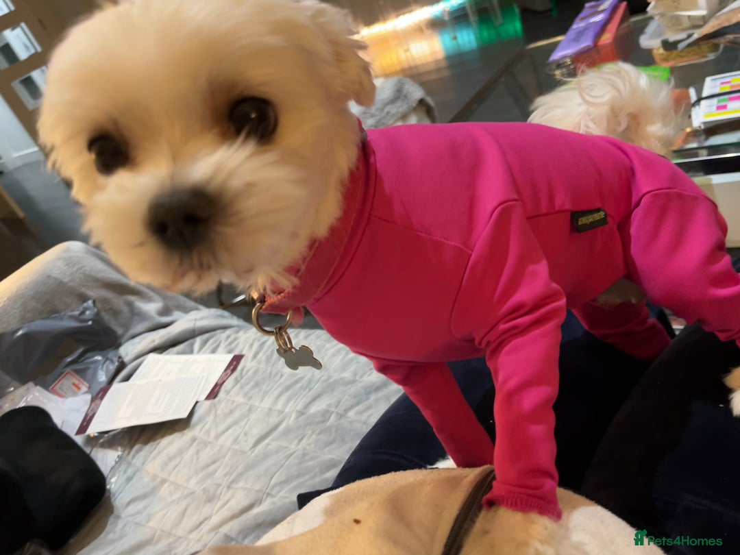 Maltese dogs for sale: KC Reg Korean Maltese girls - Image 28