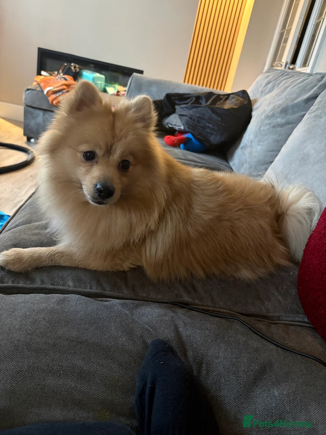 Pomeranian dogs for sale: Pom Bentley  - Advert 2