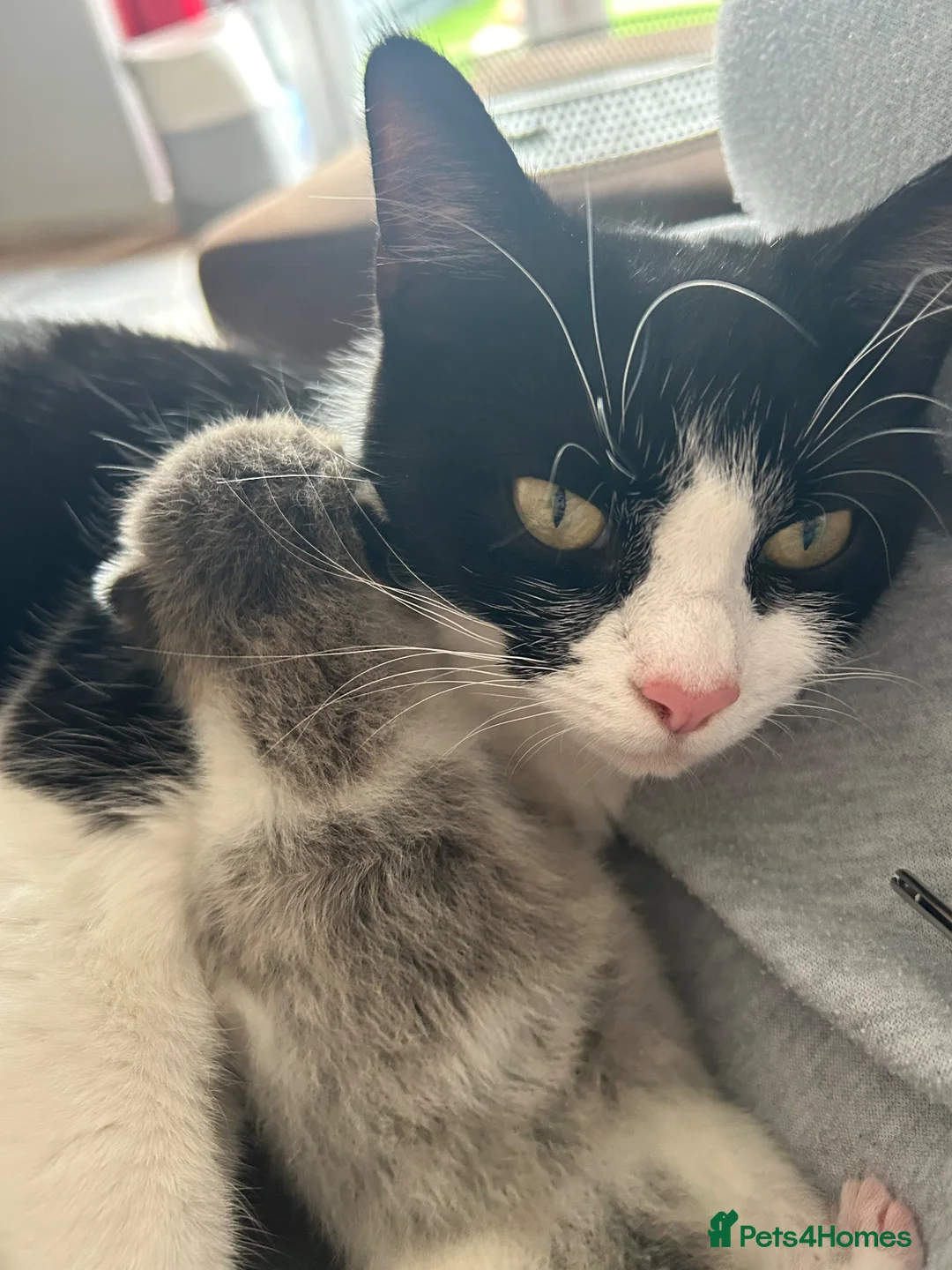 Mixed Breed cats for sale: Gorgoeus Kitten for its Forever Home - Advert 2