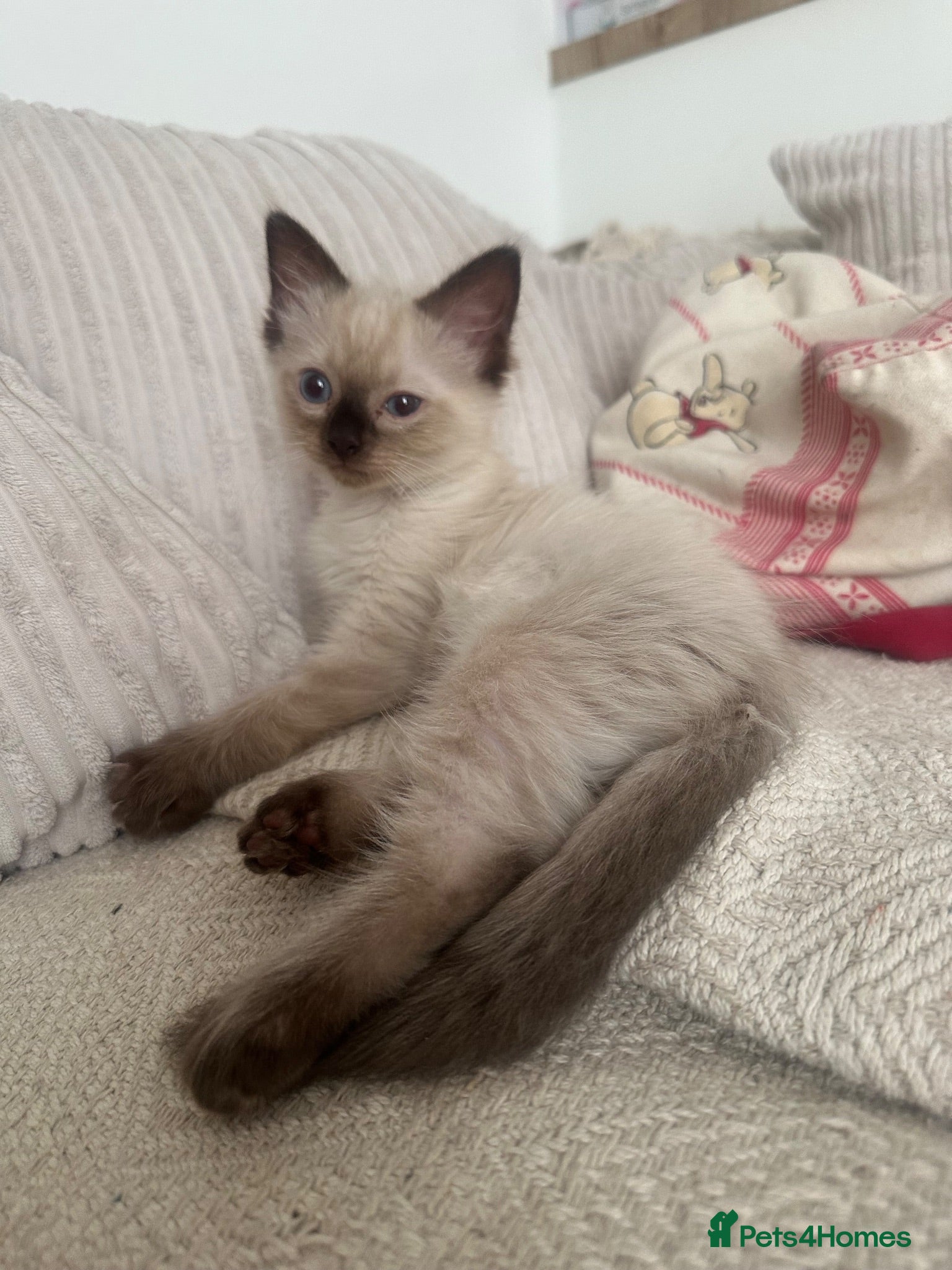 Ragdoll cats Ragdoll male kitten - Advert 1