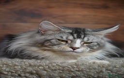 Maine Coon cats for sale: 👑 6 Majestic, health tested Kittens- TICA reg 🧬 - Image 25