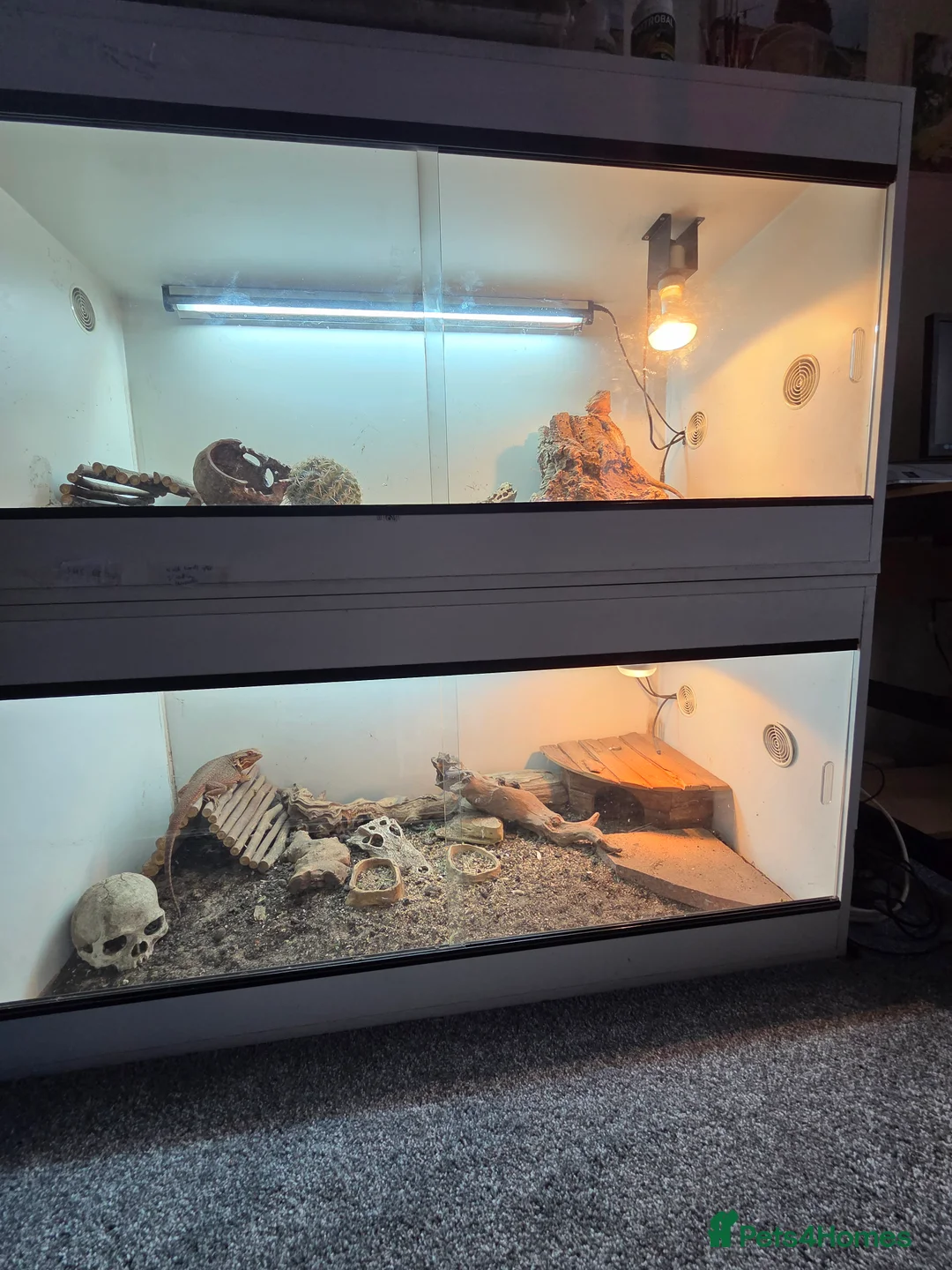 Bearded Dragon reptiles for sale: X2 female bearded dragons and set up in Walton-on-Thames - Advert 1