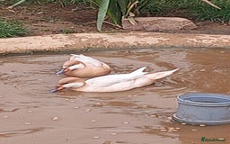 Waterfowl poultry for sale: Apricot Bahama pintail  - Image 4