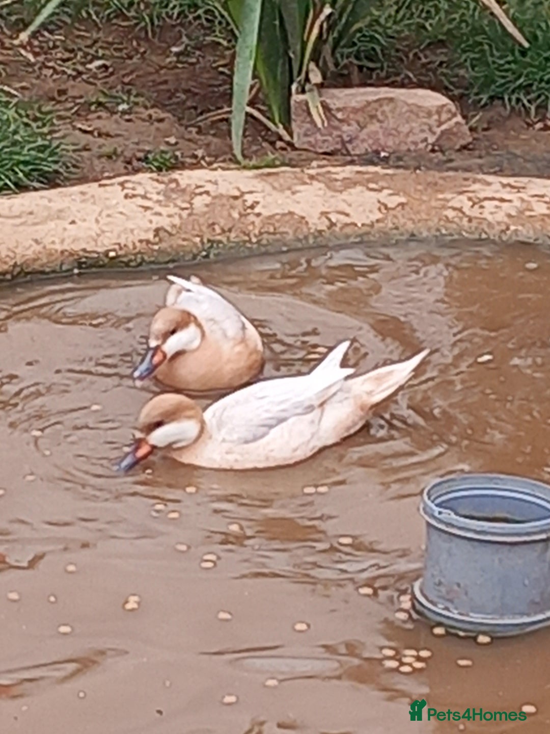 Waterfowl poultry for sale: Apricot Bahama pintail  - Image 4
