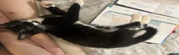 Mixed Breed cats for sale: Mittens - 9 months old female  in Sheffield - Advert 9