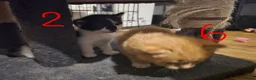 British Longhair cats for sale: Long haired kittens  in Waterlooville - Advert 30