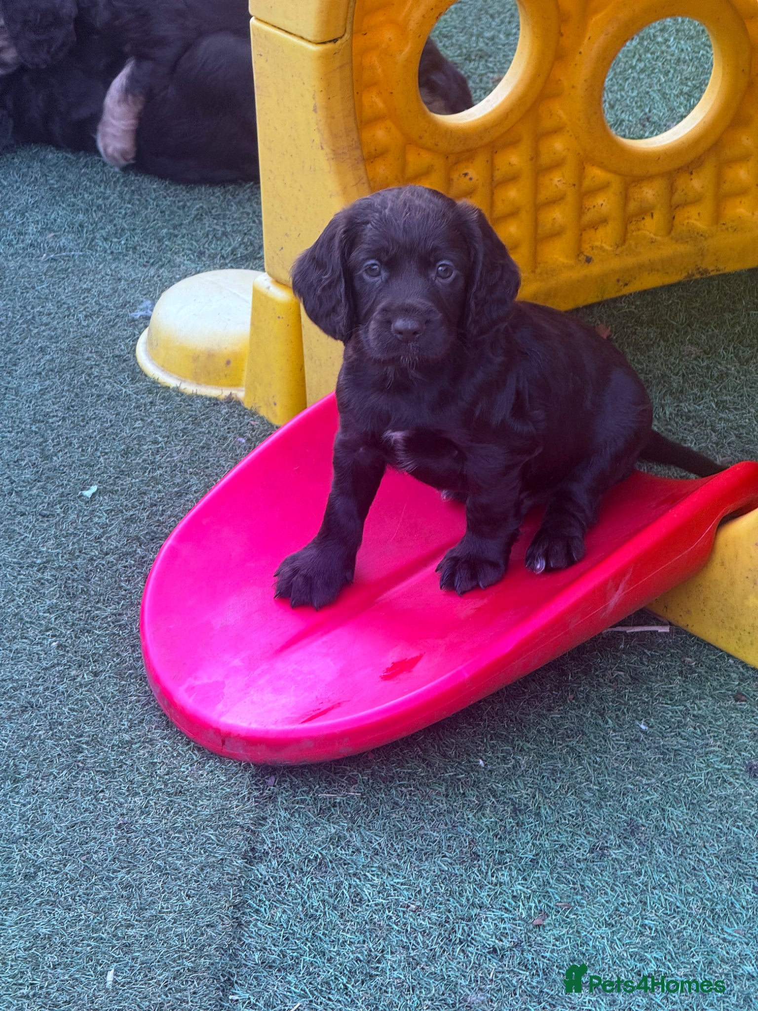 Cocker Spaniel dogs Stunning dna tested cocker spaniels  - Advert 2