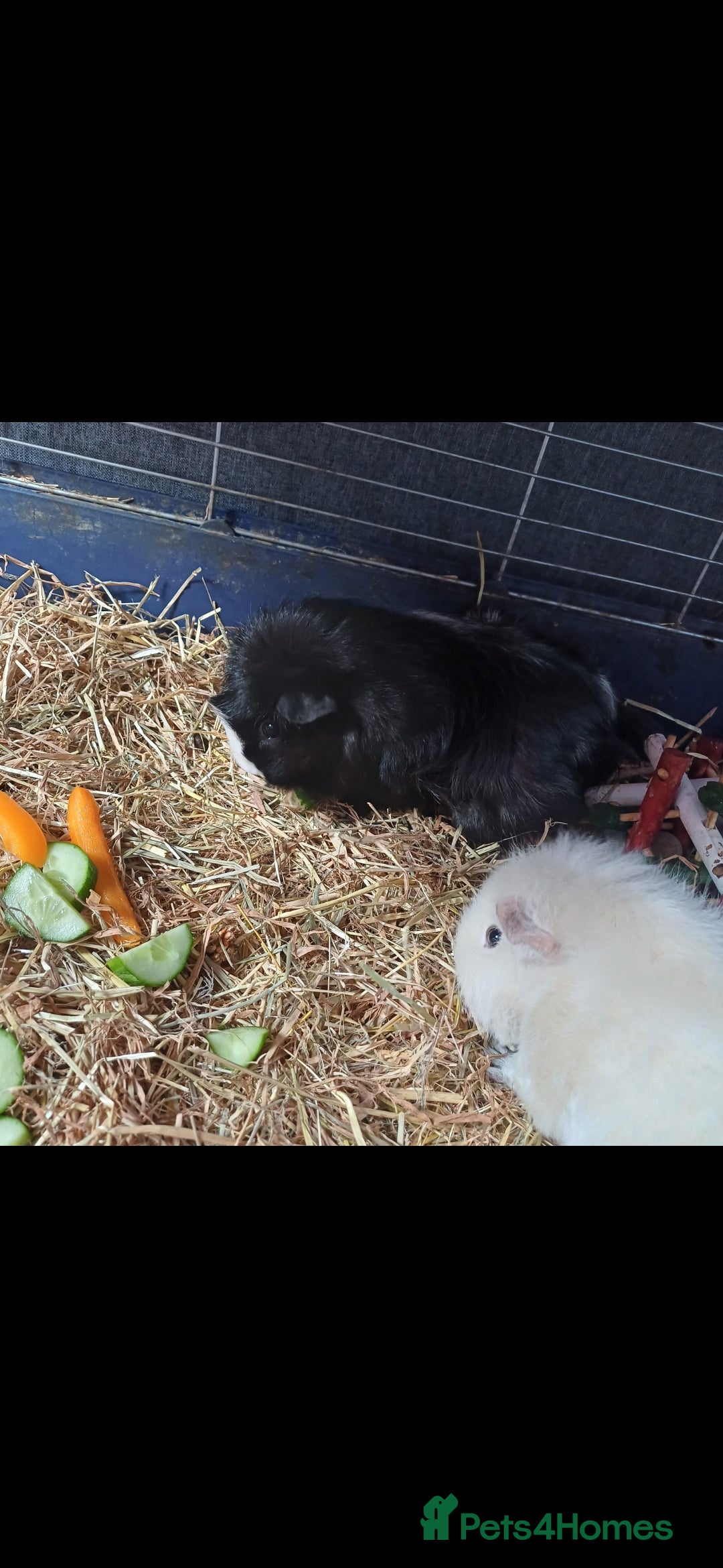 Guinea Pig rodents for sale: Cloud and rain+everything you need for them - Advert 10