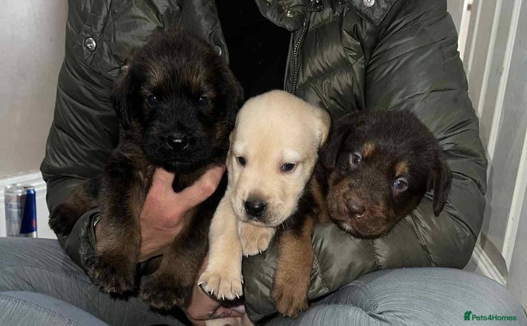 Labradoodle dogs - Advert 3