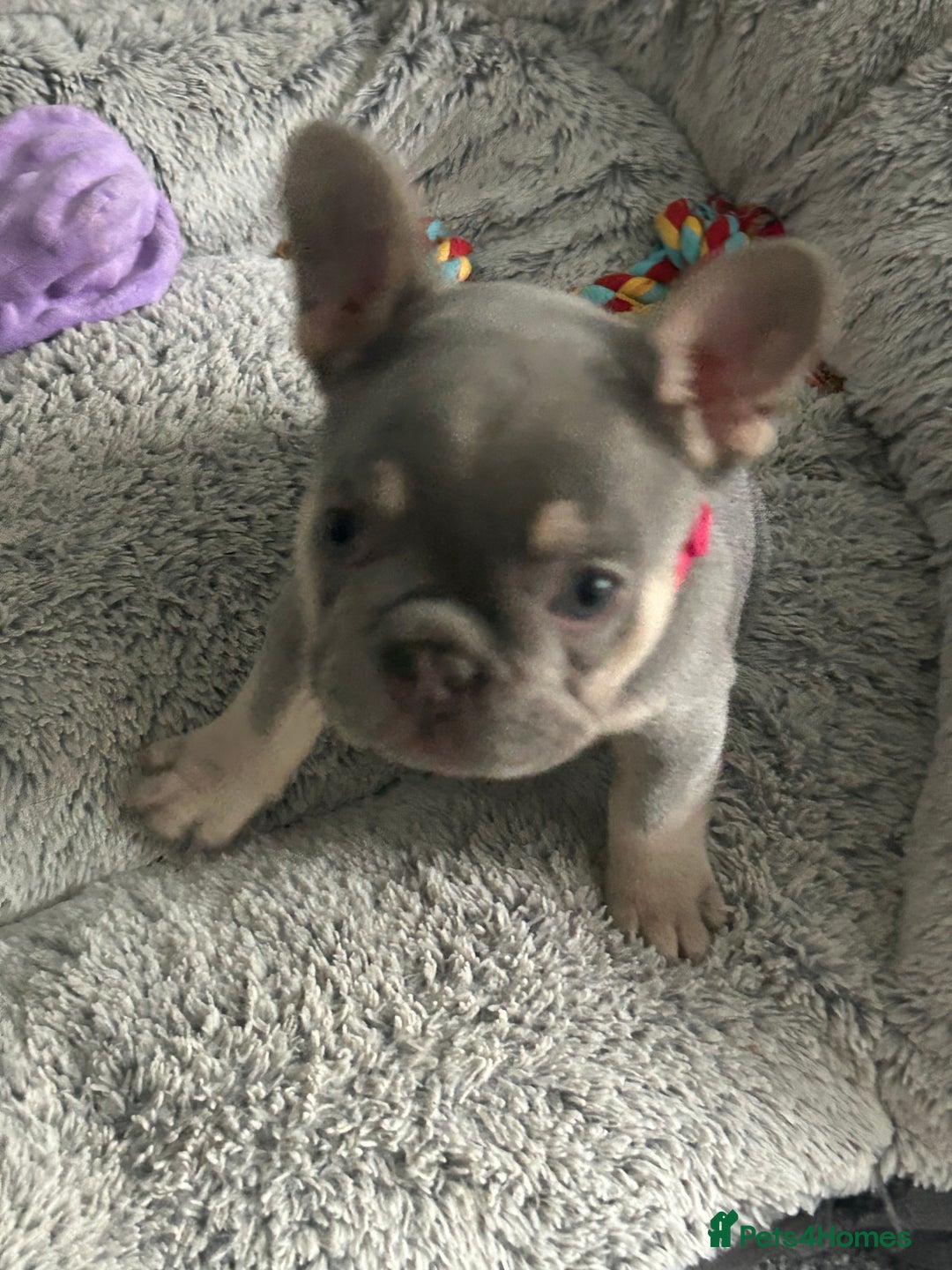 French Bulldog dogs for sale: *READY TO LEAVE* stunning lilac/tan girl frenchie - Image 21