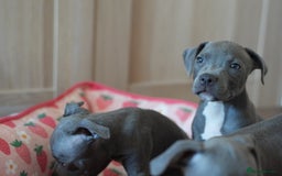 Staffordshire Bull Terrier dogs for sale: 🧸 Adorable Staffy puppies 🧸 - Image 23
