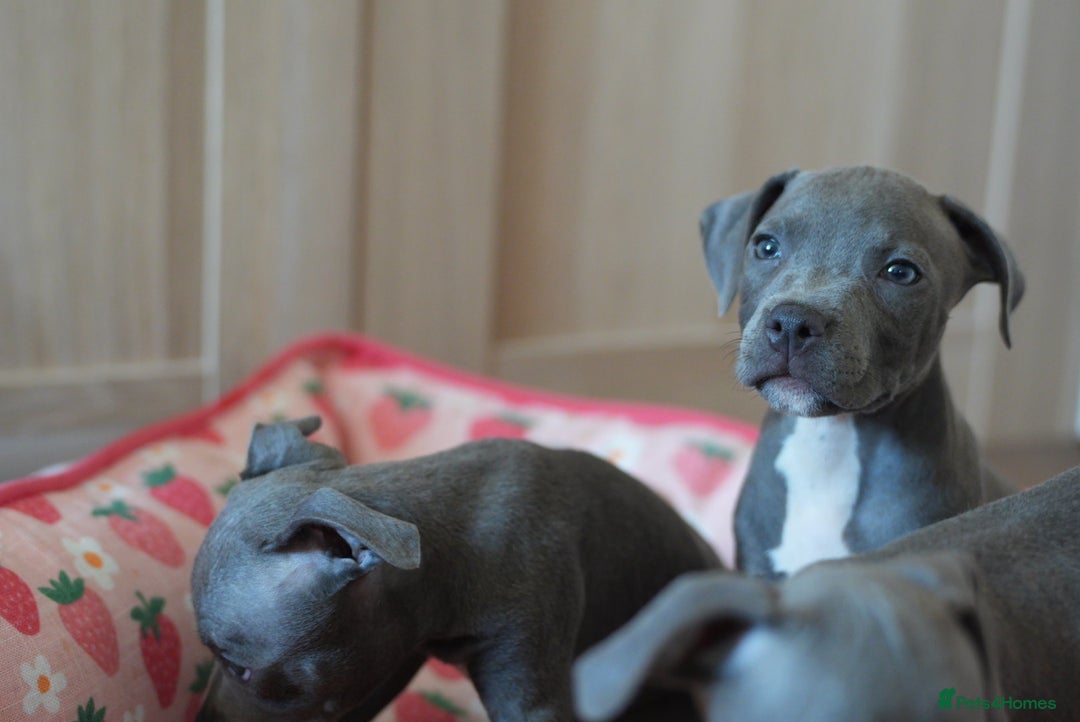 Staffordshire Bull Terrier dogs for sale: 🧸 Adorable Staffy puppies 🧸 - Image 23