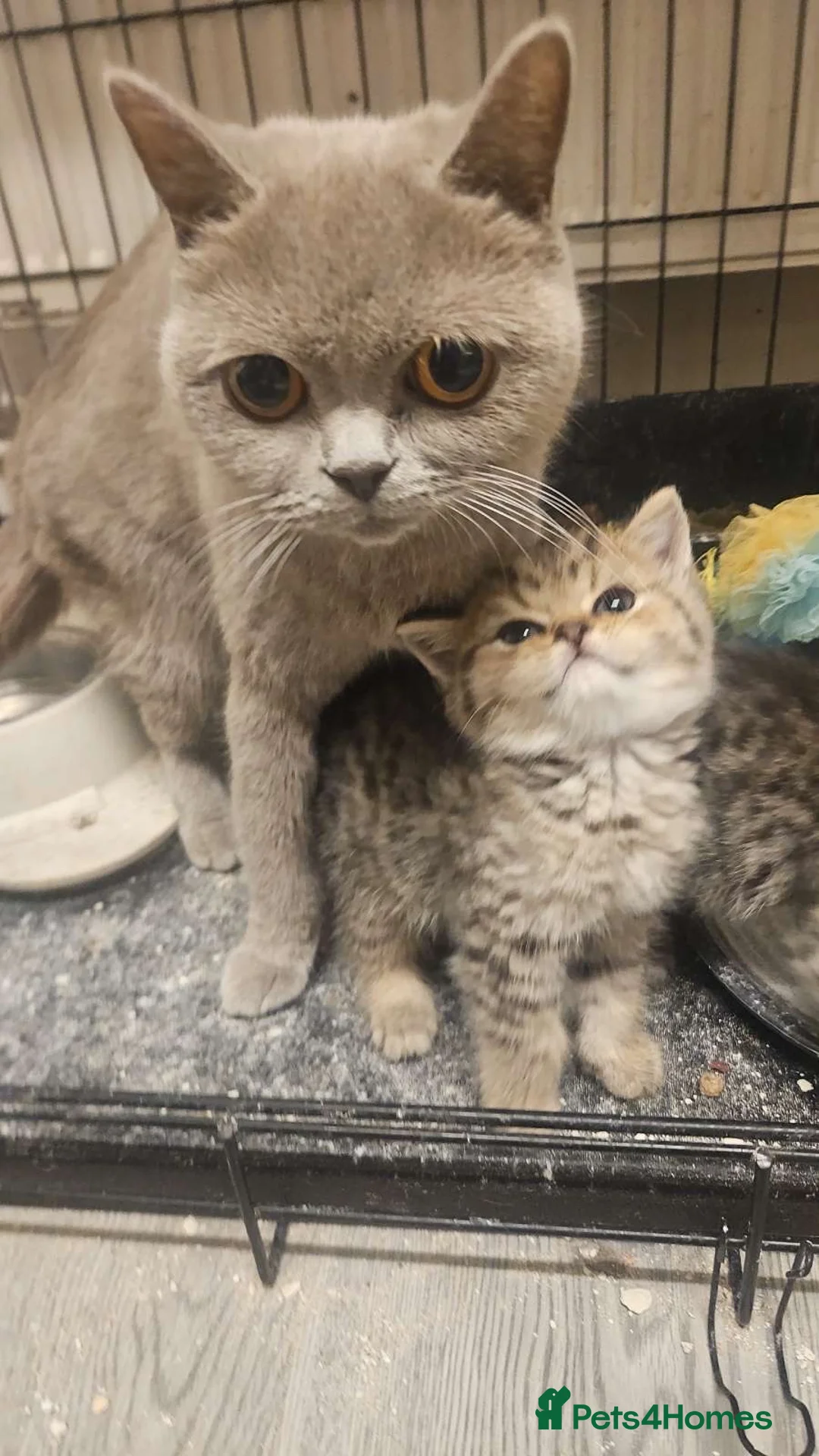 British Shorthair cats for sale: British short haired  in Willenhall - Advert 1