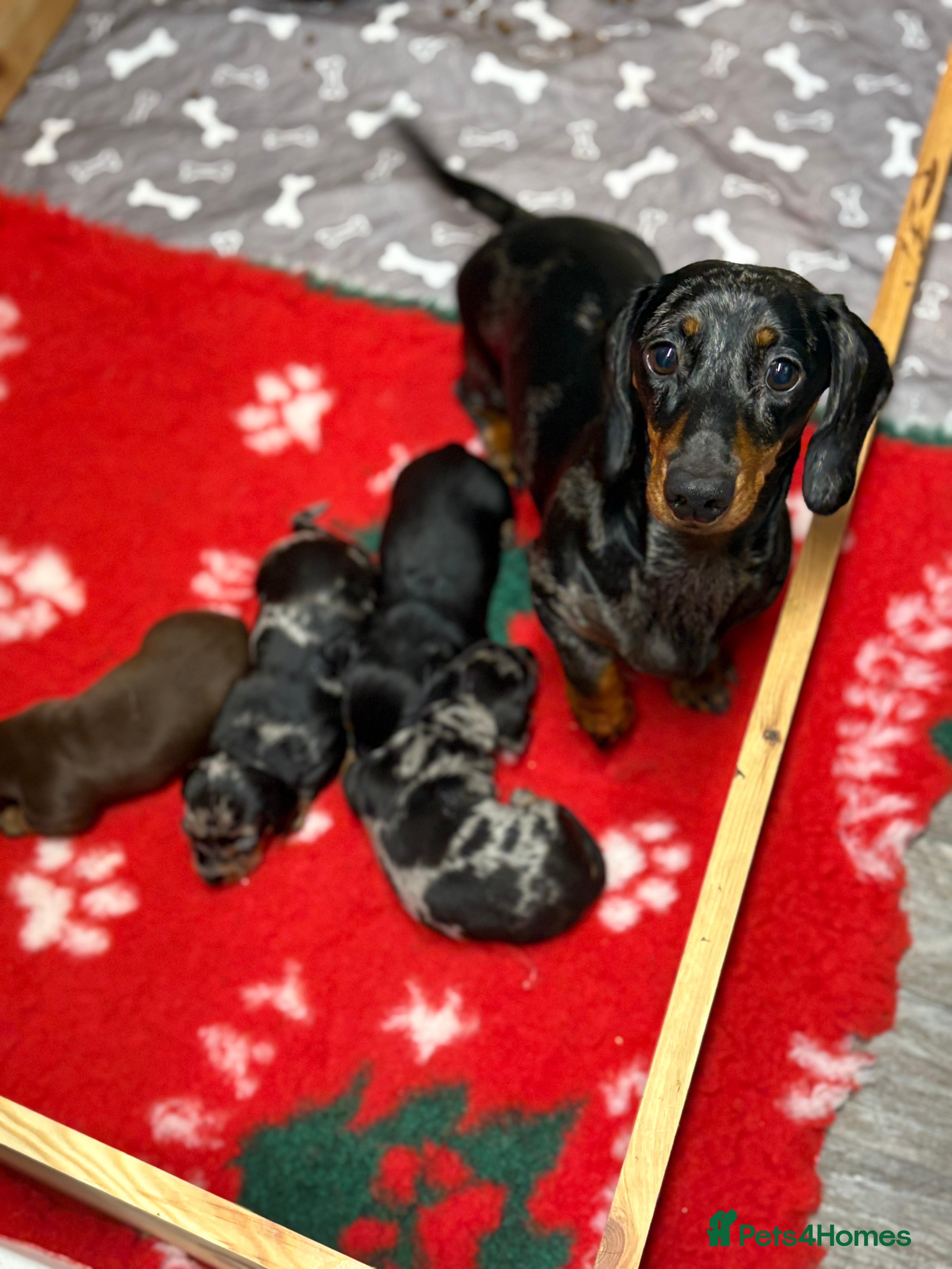 Miniature Dachshund dogs Beautiful miniature Dauchunds  - Advert 12