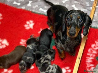 Miniature Dachshund dogs Beautiful miniature Dauchunds - Advert 12