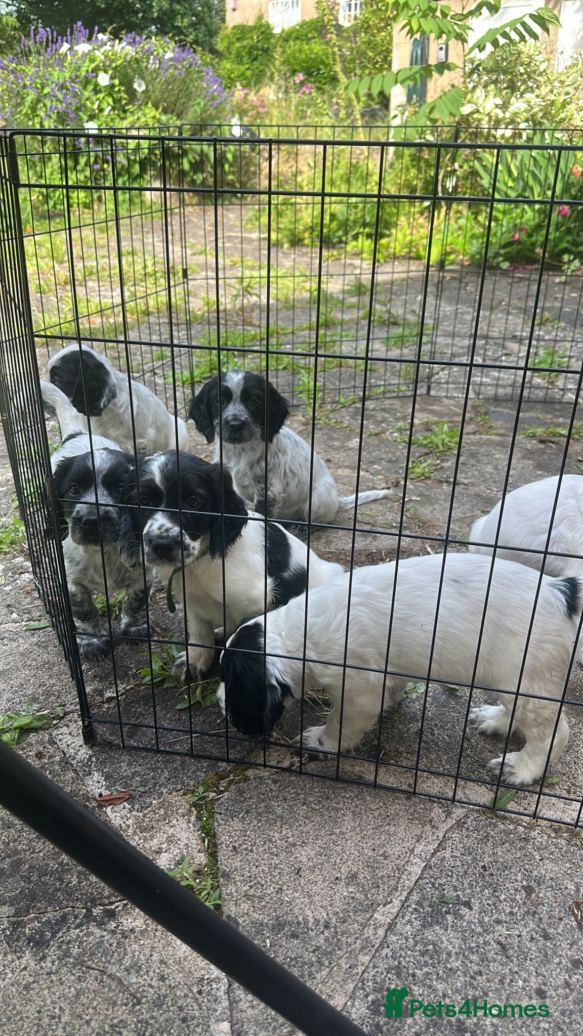 Sprocker dogs Sprocker Spaniel Puppies for Sale  - Advert 1