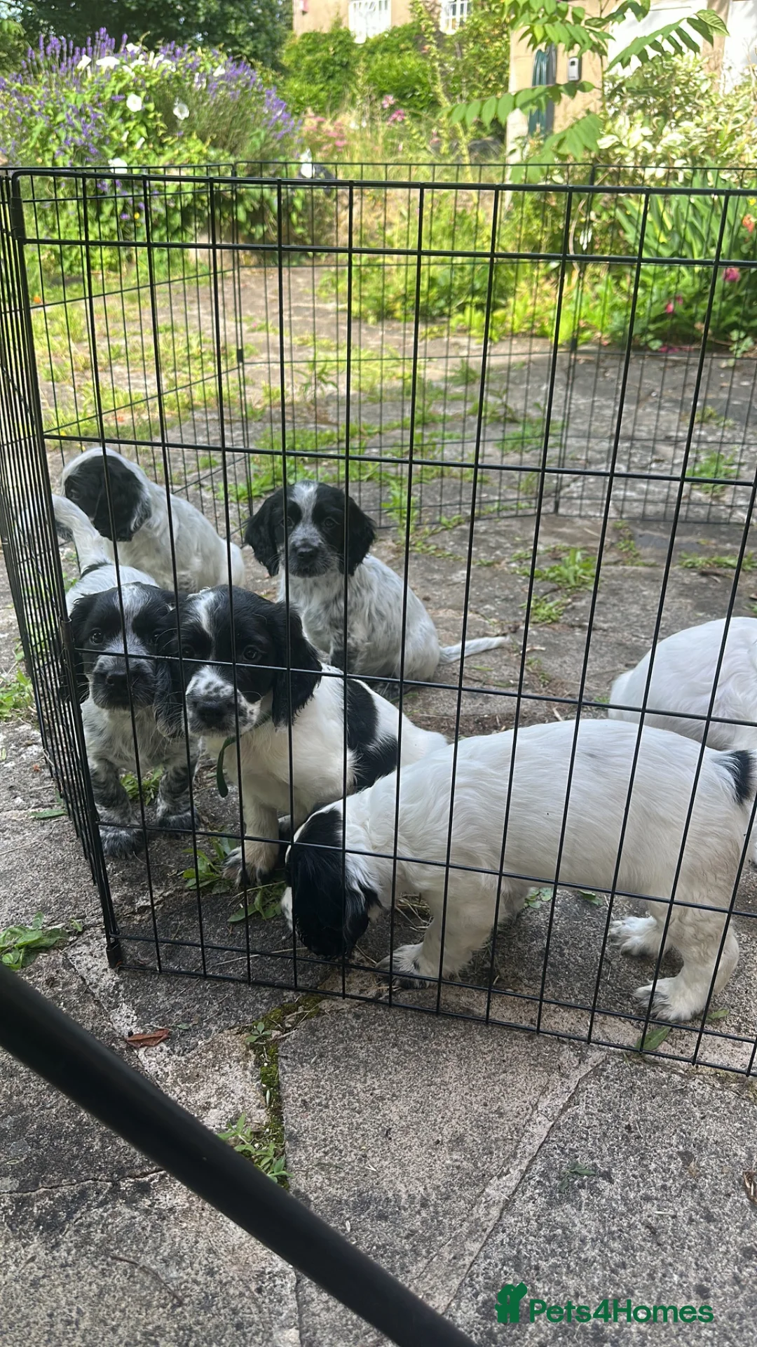 Sprocker dogs for sale: Sprocker Spaniel Puppies for Sale  - Advert 1