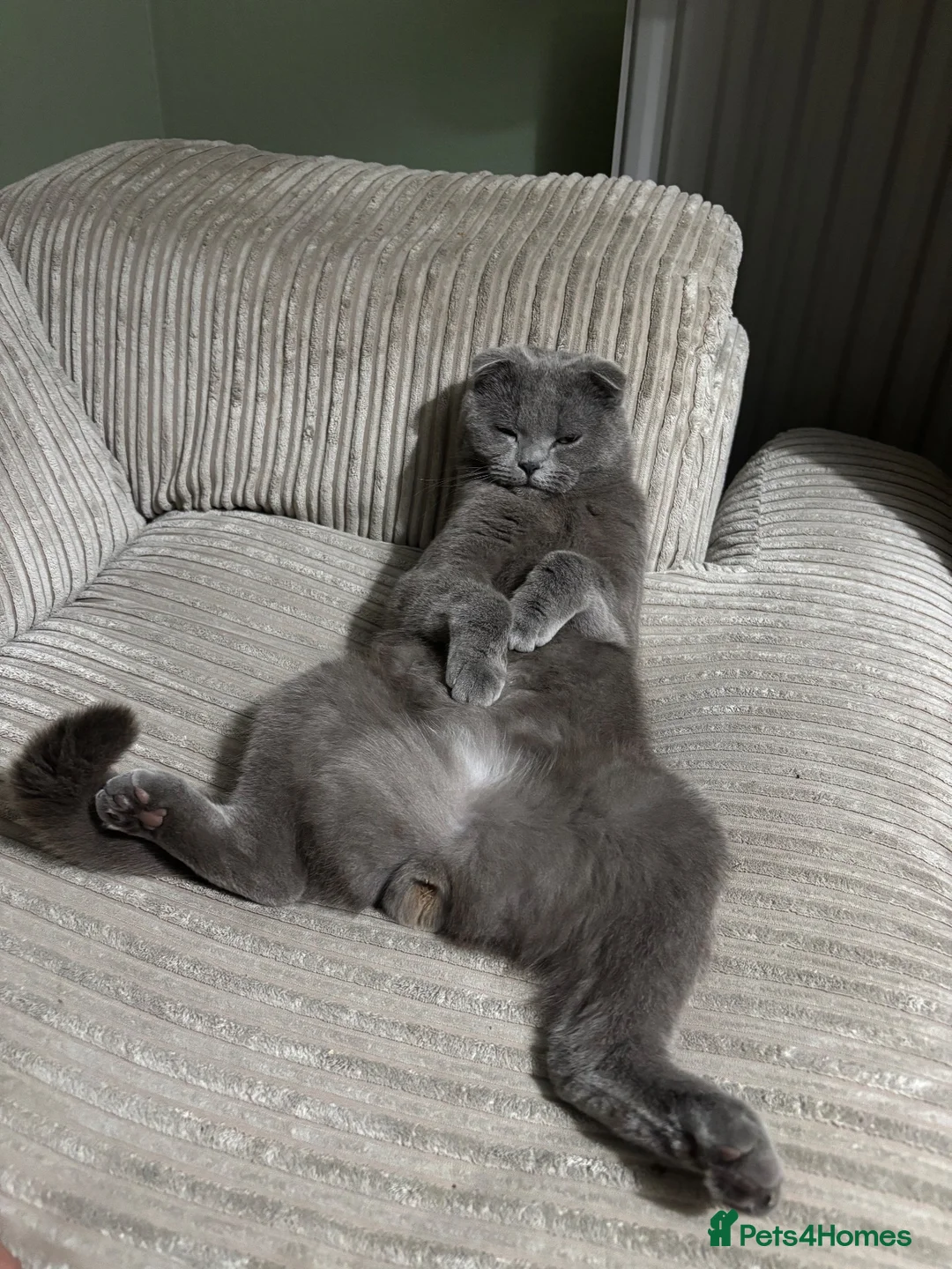 Scottish Fold cats for sale: Gorgeous Chunky Blue Fold - Advert 3