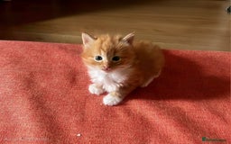 European cats for sale: Adorable Ginger Kittens Looking for Loving Homes - Image 1
